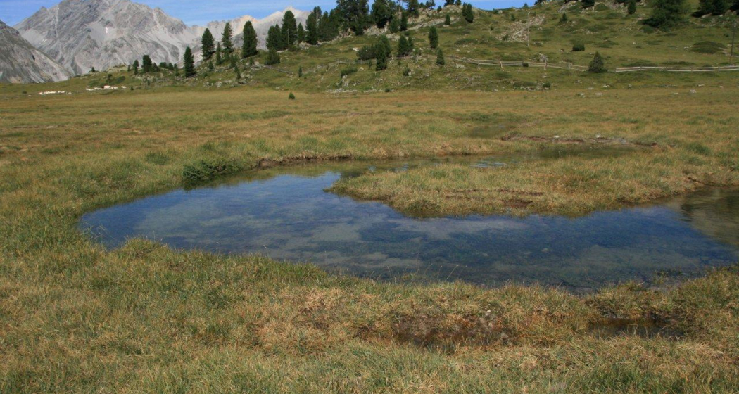 Flachmoor Jufplaun (oua_78854167_image) Flachmoor Jufplaun (oua_78854167_image)