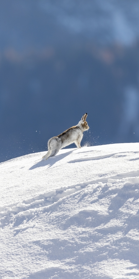 Alpenschneehase Alpenschneehase