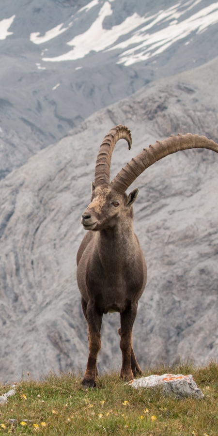Steinbock Steinbock