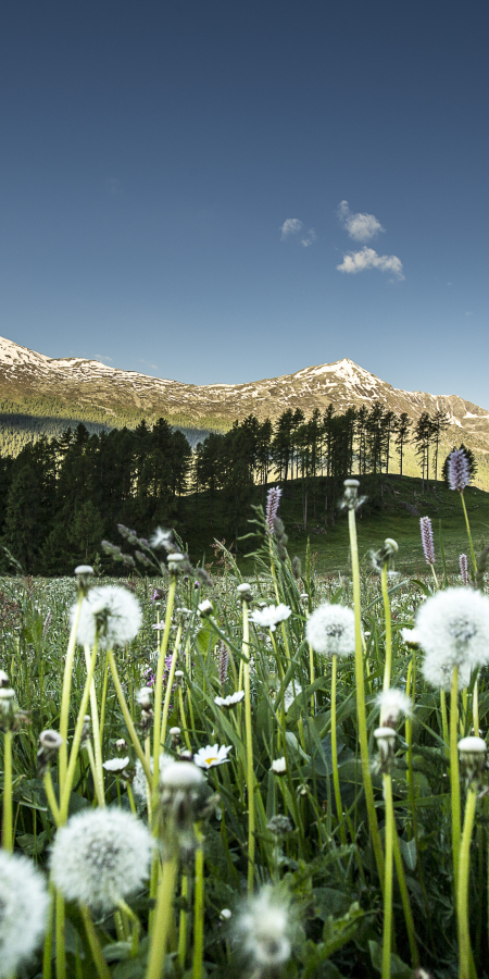 Frühling im Val Müstair.