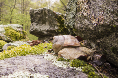 Schnecke Schnecke