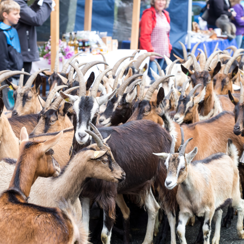 Erntedankfest in Valchava Erntedankfest in Valchava