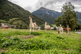 Lama-Trekking Lama-Trekking