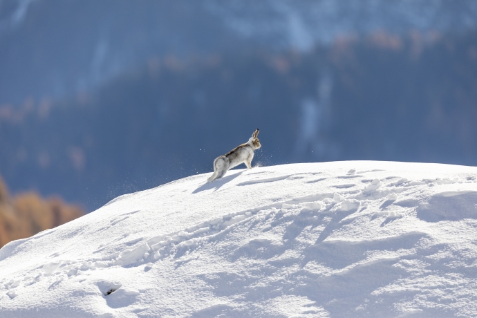 Alpenschneehase Alpenschneehase