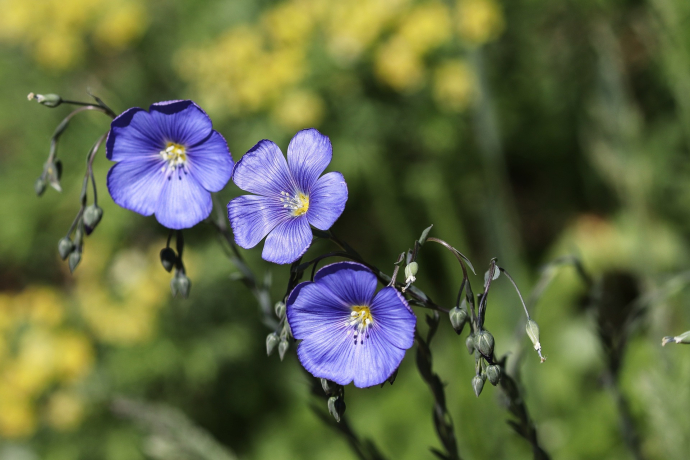 Flachs